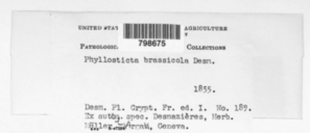 Phyllosticta brassicicola image